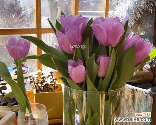 探寻郁金香的花语与传说，揭开它的神秘面纱 郁金香的花语和传说