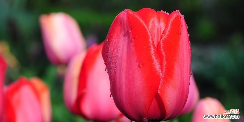 郁金香花语的意义及其传承的 郁金香花语解读