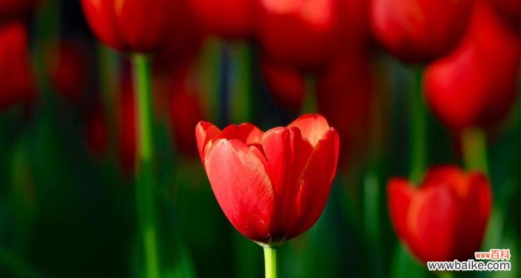 郁金香花语的意义及其传承的 郁金香花语解读