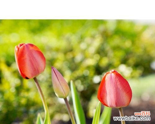 揭示郁金香的文化符号与内涵 郁金香的意义与象征