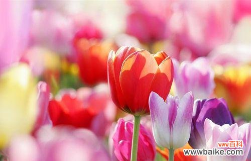 揭示郁金香的文化符号与内涵 郁金香的意义与象征