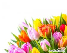 揭示郁金香的文化符号与内涵 郁金香的意义与象征