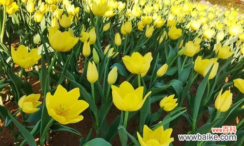 揭开郁金香的义和象征意义,感受它所带来的美与情怀 郁金香