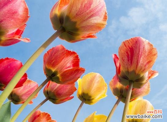 揭开郁金香的义和象征意义,感受它所带来的美与情怀 郁金香