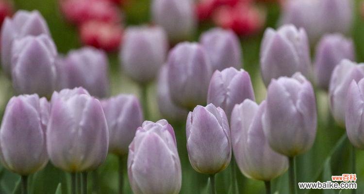 荷兰花卉之王的灿烂绽放 郁金香——花海中的春天