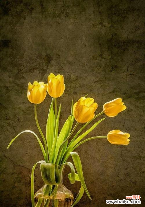 荷兰花卉之王的灿烂绽放 郁金香——花海中的春天