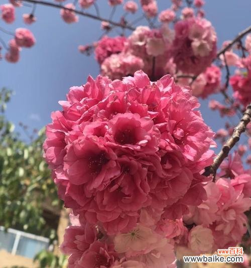 探秘樱花花语的深层寓意 樱花花语的意义与传承