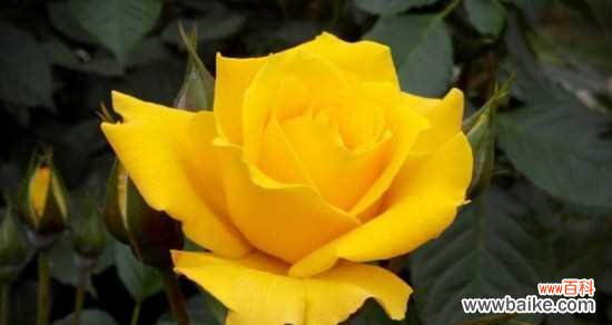 绽放着勇气与希望的美丽之花 樱水晶的花语及寓意