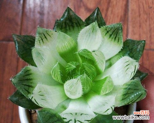 探寻樱水晶花语的深层寓意和意象 樱水晶花语之美——花开花落,流转无尽的生命之美