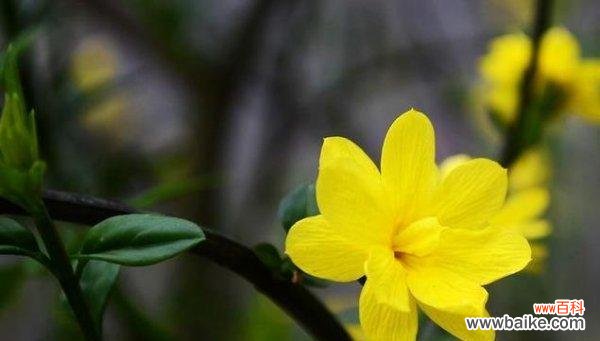 传承千年的吉祥之花 以迎春花的寓意