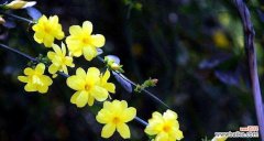 迎春花 迎春花的花语与寓意