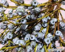 尤加利花语的意义与应用场景 尤加利花语之美