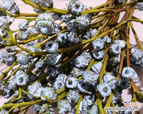 尤加利花语的意义与应用场景 尤加利花语之美