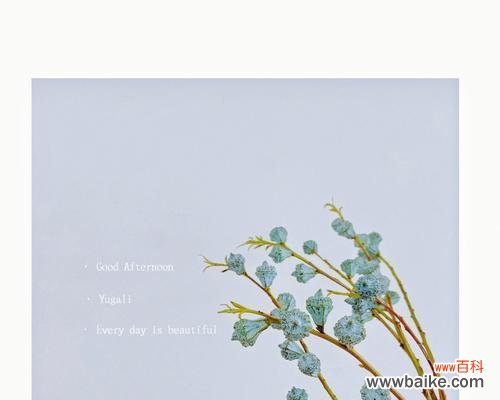 探索尤加利叶的花语 尤加利叶花语