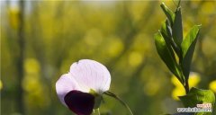 春天的黄金 油菜花的花语与寓意