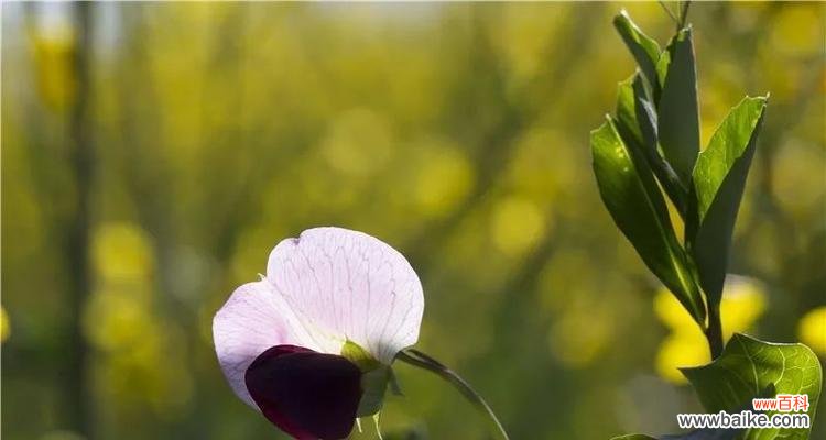 春天的黄金 油菜花的花语与寓意