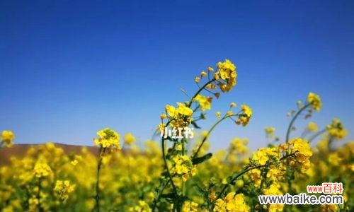 揭秘油菜花的象征与意义 油菜花的花语