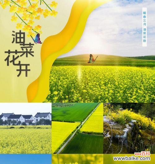 探寻油菜花在文化中的意义与象征 油菜花的文化背景与花语