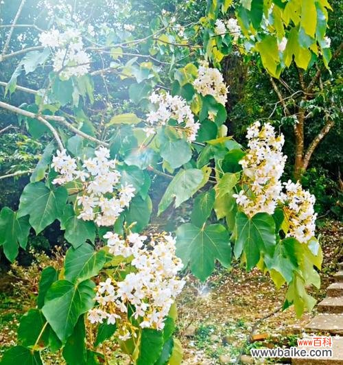 油桐花花语揭示爱情初萌的美妙心情 情窦初开，油桐花香