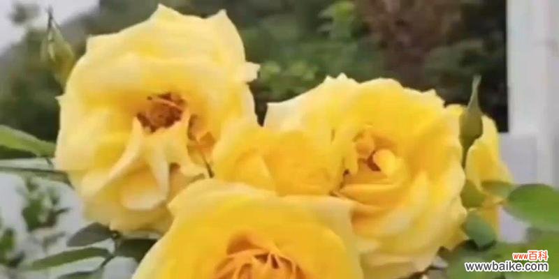 送女朋友特殊花语的花有哪些?它们各自代表什么意义?