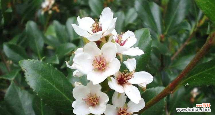 石斑木的花语是什么？它代表了什么？