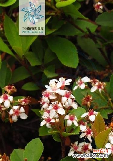 石斑木的花语是什么？它代表了什么？