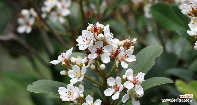 石斑木的花语是什么？它代表了什么？