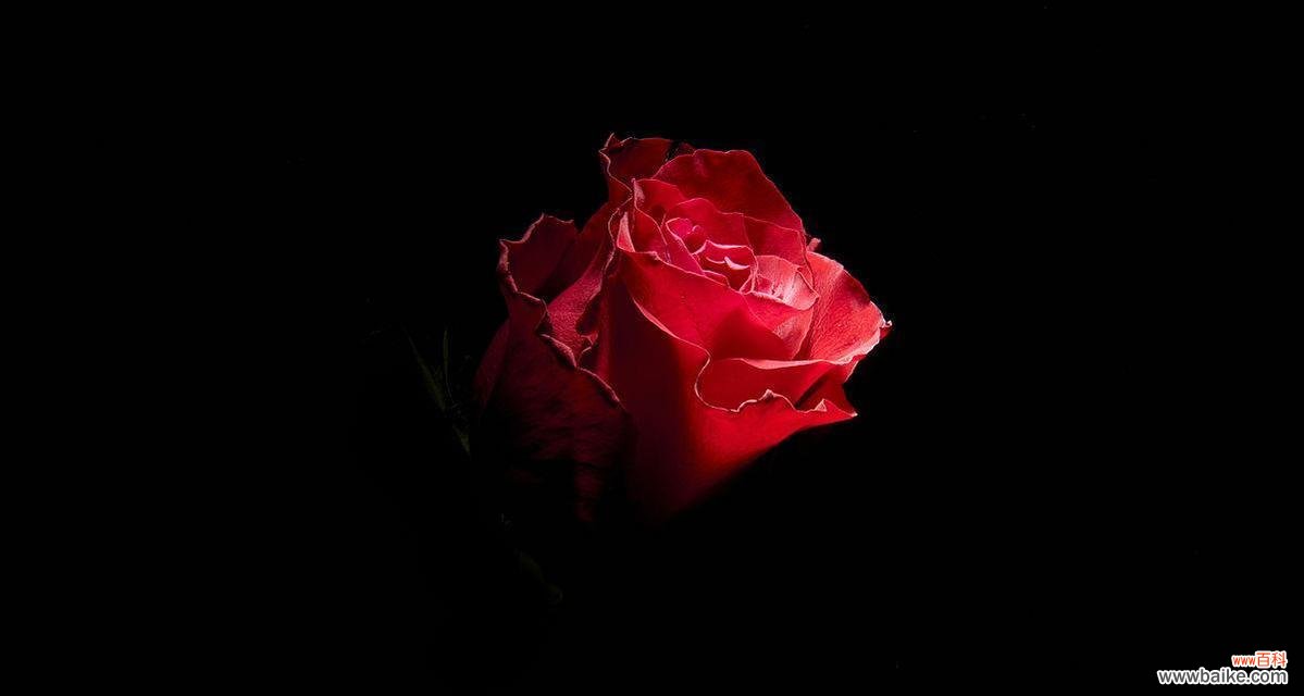 黑色灯光玫瑰花的寓意是什么?