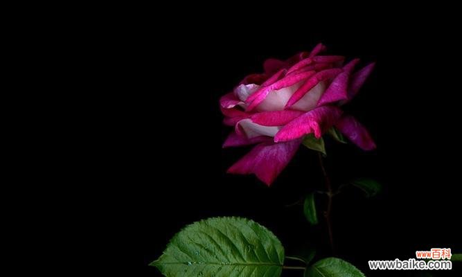 黑色灯光玫瑰花的寓意是什么?