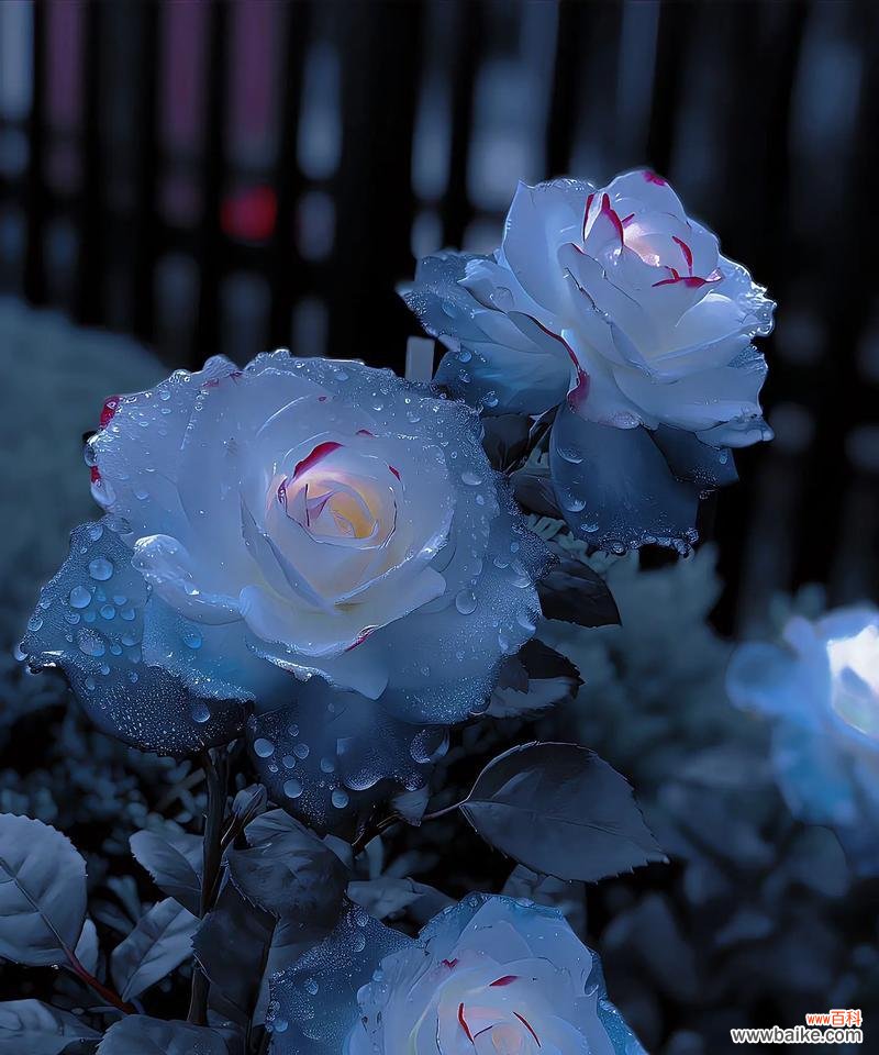 一盆多颗玫瑰花的花语含义是什么？