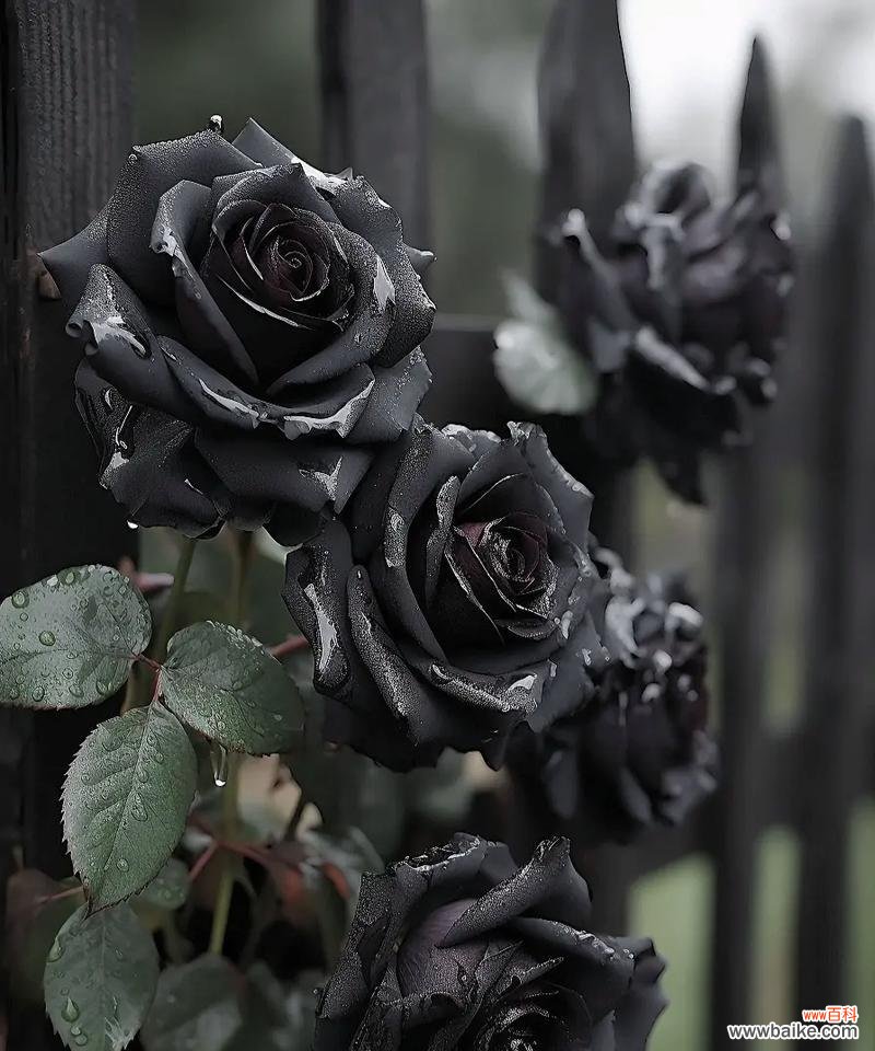 黑骑士花语寓意什么意思？黑骑士在花语中代表了什么？