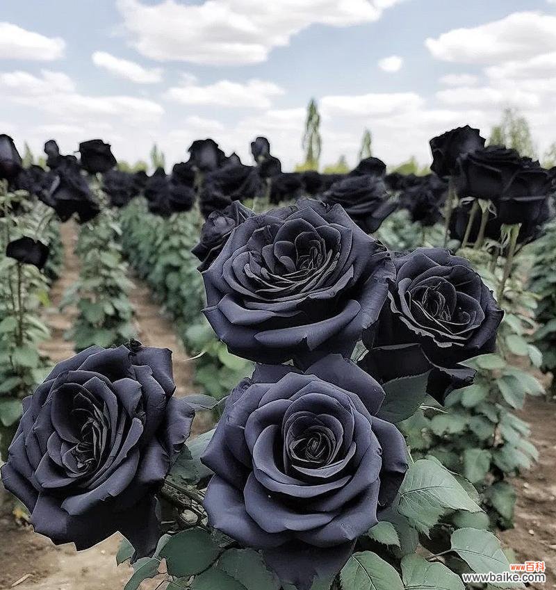 黑骑士花语寓意什么意思？黑骑士在花语中代表了什么？