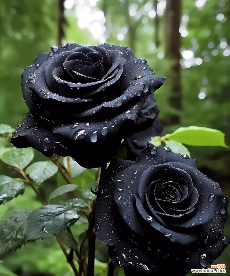 黑骑士花语寓意什么意思？黑骑士在花语中代表了什么？