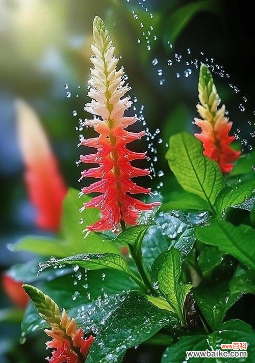 哪种花象征着神秘和未知？