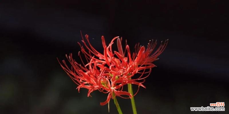 哪种花象征着神秘和未知？