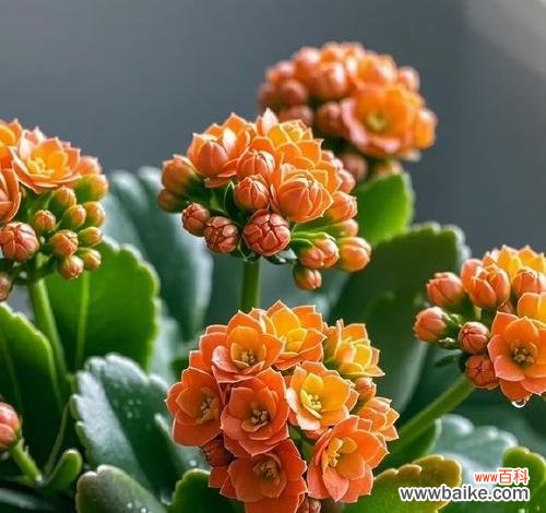 特殊场合下应该选择哪种花？它们的花语分别是什么？