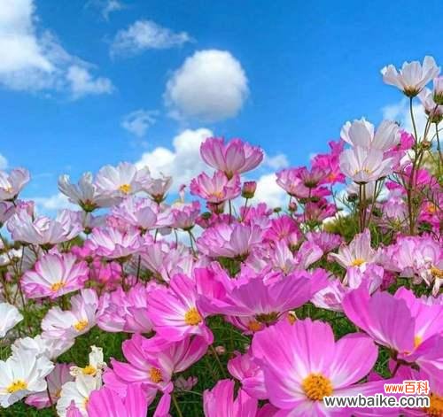 文艺青年偏爱哪种花？它的花语有何特别之处？