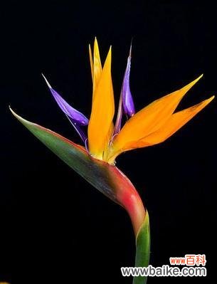 竹叶菜的花语有何特殊含义？