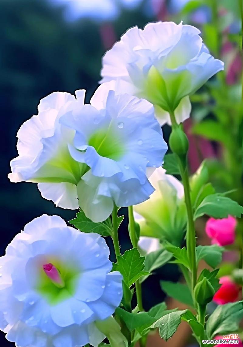 桔梗花期过后花语有何变化?