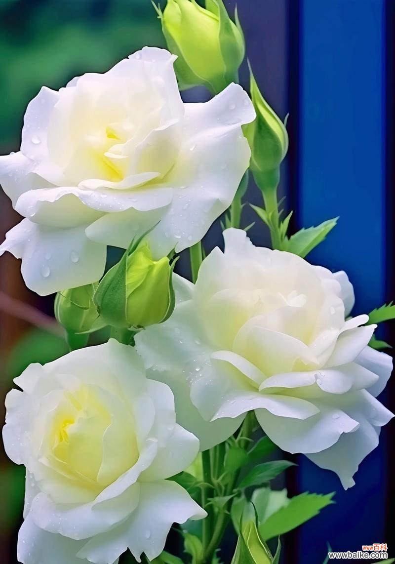 桔梗花期过后花语有何变化?