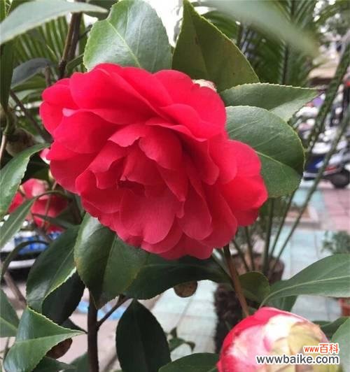 山茶花的数字寓意是什么？花语又代表什么？