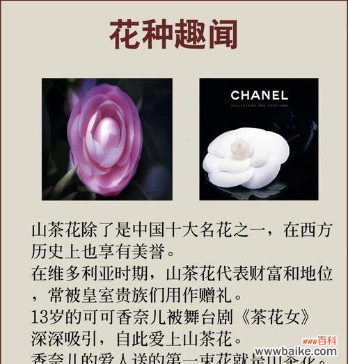 山茶花的数字寓意是什么？花语又代表什么？