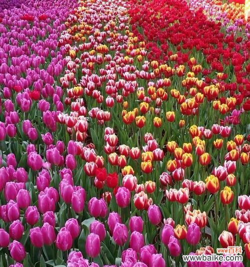 探索郁金香的深层含义，解读其象征意义 郁金香