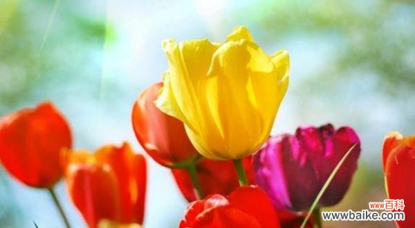 探索郁金香的深层含义，解读其象征意义 郁金香