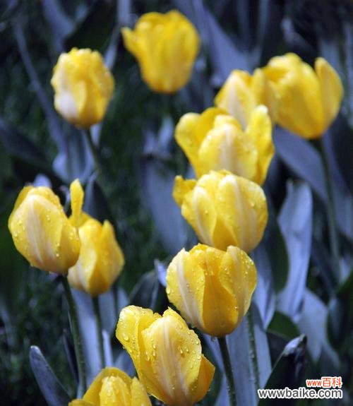 探究郁金香花语中的内涵和象征意义 郁金香花语的深意