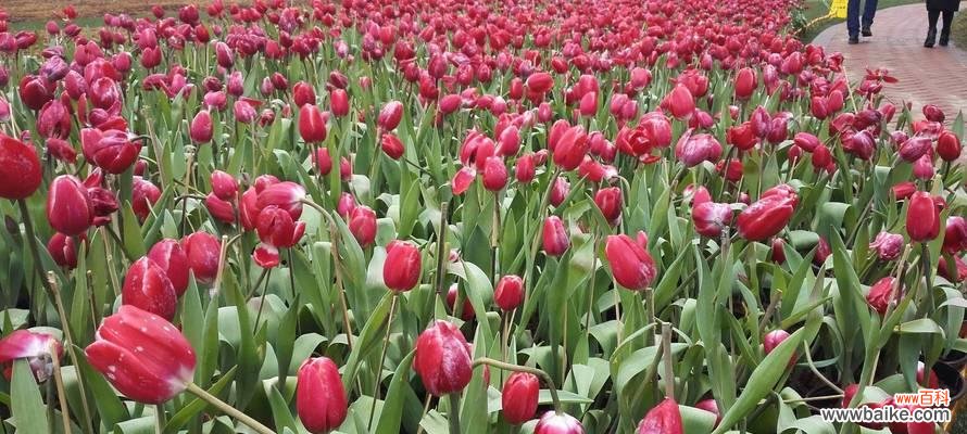 探索郁金香花所传递的深刻信息 郁金香花的象征意义