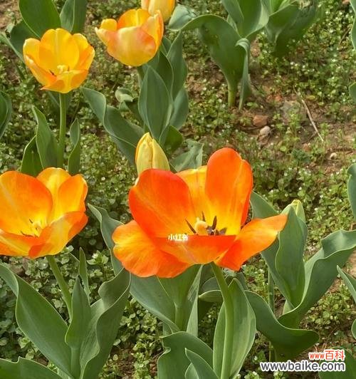 探索郁金香花所传递的深刻信息 郁金香花的象征意义