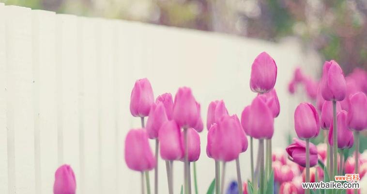 探索不同颜色郁金香的花语和象征意义 郁金香花语与寓意