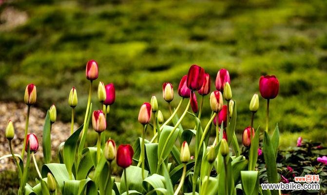 探索不同颜色郁金香的花语和象征意义 郁金香花语与寓意