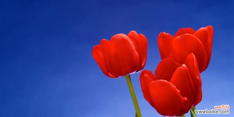 传递情感与祝福，用郁金香花语表达心意 郁金香花语与寓意